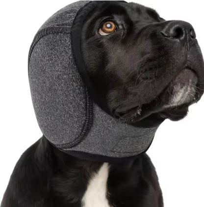 Orejeras antiruido para perros puestas en un labrador